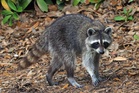 Rabies cases are spreading nationwide. Here’s how to protect yourself
