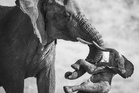 Wildlife Photographer of the Year 2026: Winners revealed including poignant picture of elephant’s grief