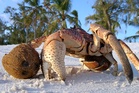 Could Amelia Earhart have been eaten by coconut crabs? Theory resurfaces as hunt for her plane enters critical phase