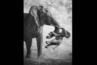 ‘Gut punch’ image of elephant with dead calf wins Wildlife Photographer contest
