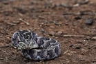 Snake bites are much more common than previously thought, global study finds