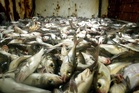 Hake and coley sustainability ratings are cut amid overfishing fears