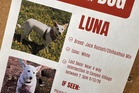 Lost little dog appears to be searching for her family as deadly Yellowstone winter looms, locals say