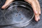 Outbreaks of bedbugs are becoming increasingly common. An expert says why