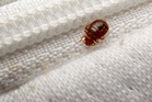 These are the signs you have bedbugs in your hotel room