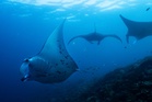 Fundraising to protect oceans, forests and other key nature sites falling short ahead of UN summit