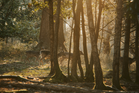 From woodland conservation to luxury design: The British creatives rethinking our relationship with nature