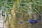 Fisherman, 71, attacked and killed by 12-foot alligator alongside Florida lake