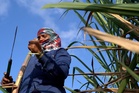 The women getting their wombs removed so they can keep cutting sugarcane: ‘My body is enslaved to the system’