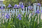 A fall planting guide for long-lived perennials like peonies, iris and false indigo