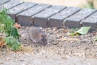 Reported summer rat sightings up 15% on last year – Rentokil