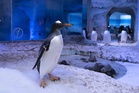 Controversial London indoor penguin enclosure set to close in 2028