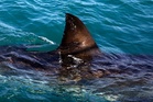 Shark kills woman swimming off South Africa's Eastern Cape, beaches closed