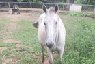 A horse got loose from a Kansas family farm. Police shot it dead to the owner’s horror