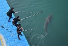 South Korea succeeds in third attempt to move now-famous trapped shark out of canal