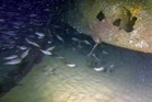 Divers discover missing German U-boat – 82 years on