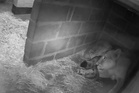 Edinburgh Zoo welcomes birth of two endangered lion cubs for first time in years