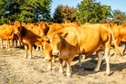 What is Shamonda virus? Symptoms and origin after first human case confirmed in France
