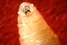 ‘Flesh-eating’ screwworm confirmed in US wildlife as officials scramble to contain spread