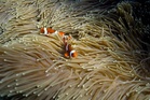 96% of coral reef systems could disappear by 2075