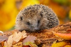 David Attenborough reveals how UK households can save hedgehogs with one task