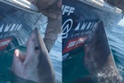 Heart-stopping moment great white shark lunges at veteran leaning down to pet it