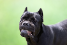 Serial dog maulings near parks in California city have prompted a police investigation