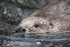 Beavers to return to waters around Loch Ness 500 years after last sighting