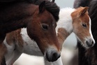Could Dartmoor ponies be culled under new biodiversity plans? What we know