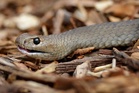 Australian cyclist bitten by two-metre-long deadly snake entangled in bike chain