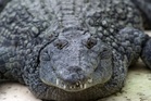 Why plans to transfer crocodiles to an Israeli prison have been halted