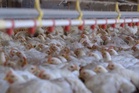 How factory farming is increasing the risk of common food poisoning