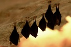 Washington school officials cannot solve the mystery of why their building became a bat haven