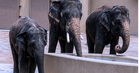 ‘Dara, Amoi dan Kelat catat pertambahan berat badan di Tennoji Zoo’ – MPT