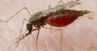Terengganu rekod 17 kes malaria, 10 kes import libatkan warga Rohingya