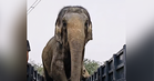 PERHILITAN tambah baik SOP penggunaan gajah dalam program awam