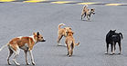 Lelaki maut akibat rabies di Kedah, kes pertama dilaporkan sejak 1998