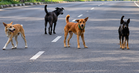 Operasi besar-besaran buru anjing liar susulan kanak-kanak diserang