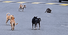 ‘Tuduhan anjing liar milik datuk Haira berat’- Malaysia Animal Association