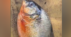 Ikan disyaki piranha ditemukan di Empangan Klau, ciri genus Pygocentrus dikenal pasti