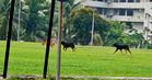 Kanak-kanak tujuh tahun parah diserang anjing liar ketika bermain