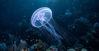 The Ethereal Survival Secrets of the Ocean’s Most Delicate Art