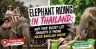 Why The Internet Is Cancelling Elephant Riding In Thailand & What To Go Instead
