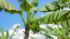 Banana Pseudostems Could Drive Green Nanotechnology Innovation in Malaysia