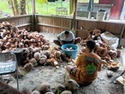 This Indonesian Village Is Turning Coconuts Into Something Worth Much More