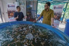 From two ponds to 68 tanks: Kampung Paya Rumput’s fish farming project reaps success