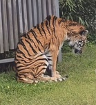 Malaysian netizen alleges neglect as photos of ‘emaciated’ Malayan Tiger in Japan go viral