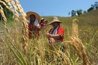 Malaysia boosts national rice reserve to 300,000 tonnes