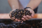 Malaysian palm oil demand surges amid global energy crisis