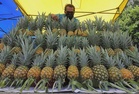 Malaysian pineapple exports unaffected by West Asia crisis